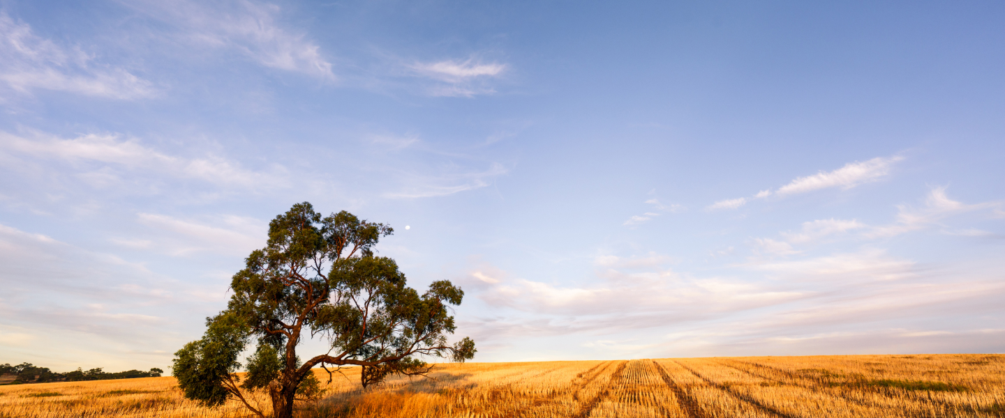 Revitalising AgriFutures Australia’s marketing automation 12.5% boost in engagement and growth