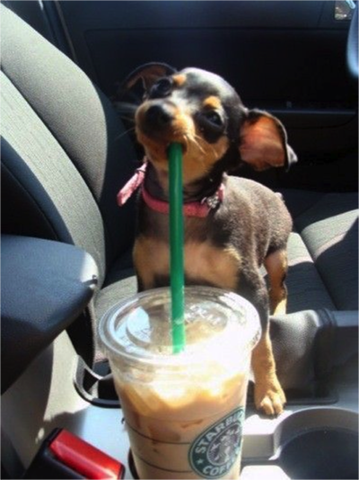 starbucks doggie - Selling from the why
